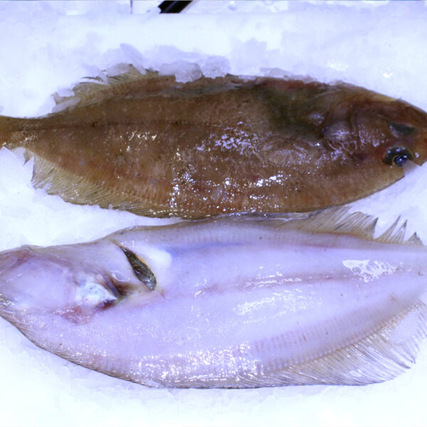 Lepidorhombus spp. - MEG