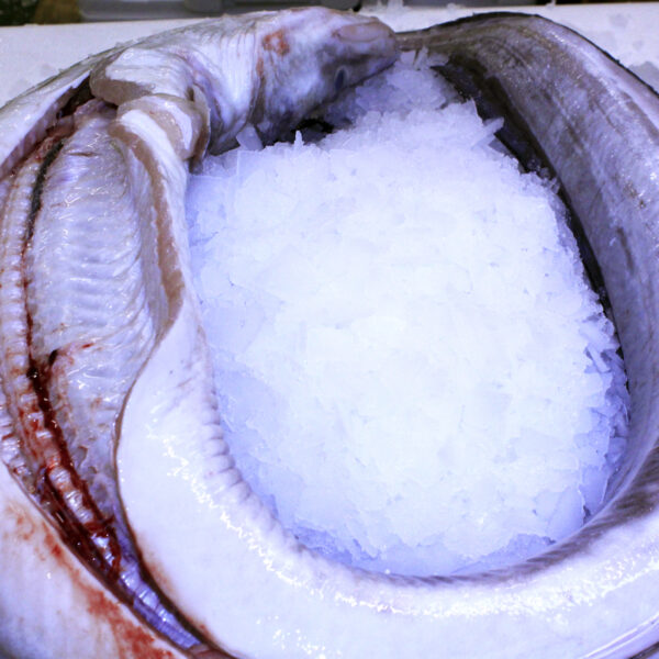 Conger conger - COE