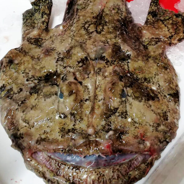 Lophius piscatorius - MON