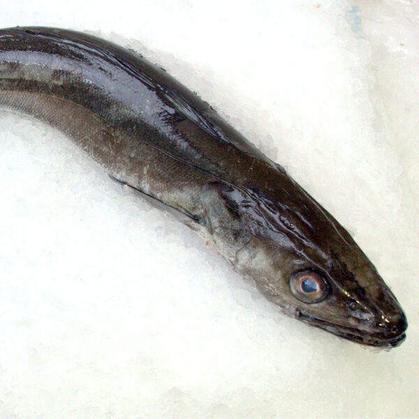 Merluccius merluccius - HKE