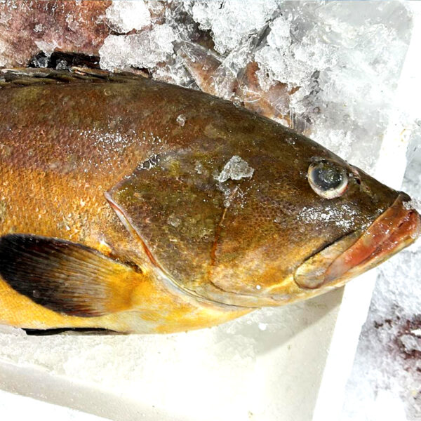 Epinephelus spp. - GPX