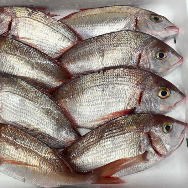 Pagellus erythrinus - PAC