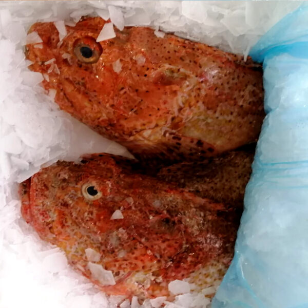 Scorpaena porcus - BBS / Scorpaena scrofa (RSE)
