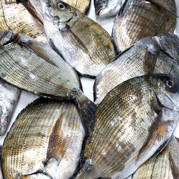 Diplodus sargus - SWA