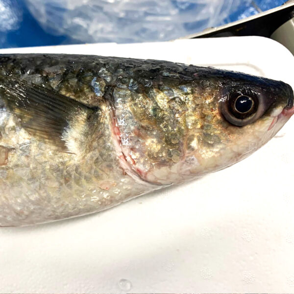 Sardina pilchardus - PIL