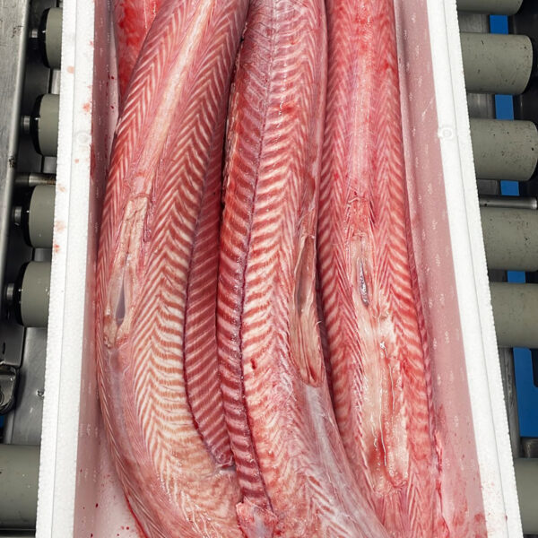 Squalus acanthias - DGS