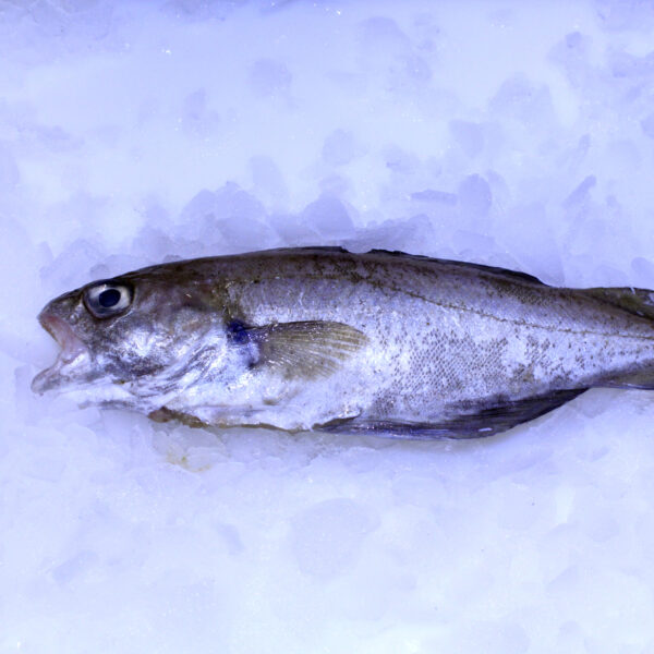 Trisopterus luscus - BIB