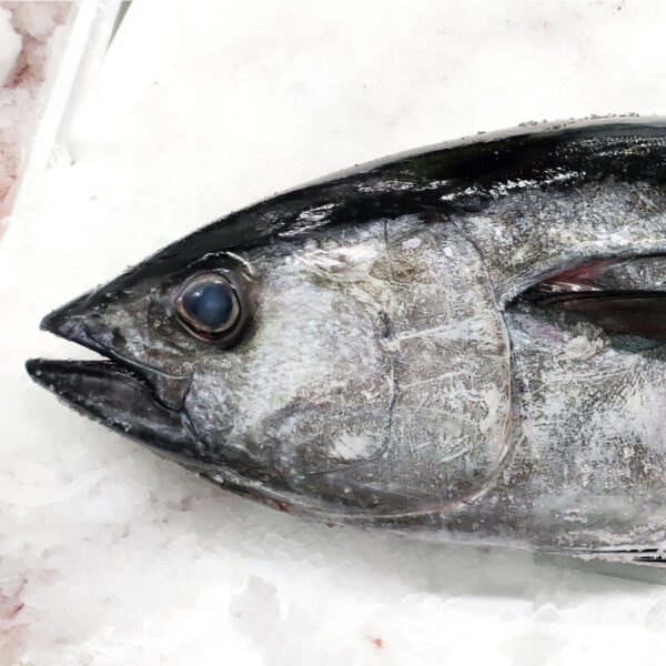 Thunnus albacares / Thunnus obesus / Thunnus thynnus