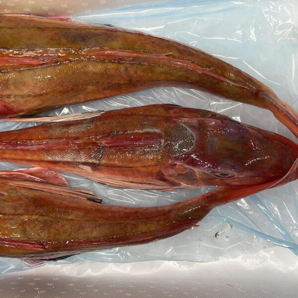 Chelidonichthys lucerna - GUU