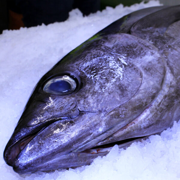 Thunnus alalunga - ALB